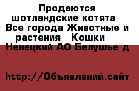 Продаются шотландские котята - Все города Животные и растения » Кошки   . Ненецкий АО,Белушье д.